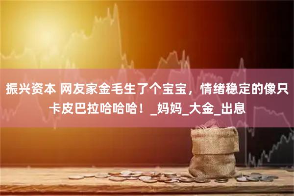 振兴资本 网友家金毛生了个宝宝,情绪稳定的像只卡皮巴拉哈哈哈!_妈妈_大金_出息